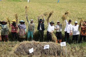 Panen Raya Padi Nusantara, Pemprov Banten Pastikan Ketersediaan Bahan Pokok